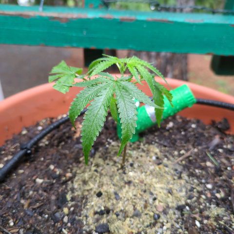 Double Dream growlog timeline photo