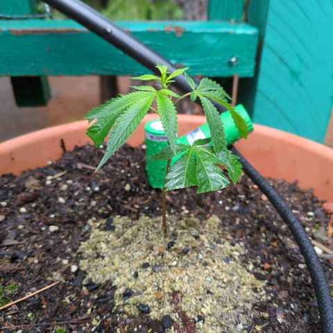 Papaya Bomb growlog timeline photo