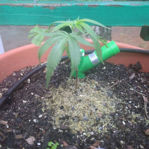 Double Dream growlog timeline photo