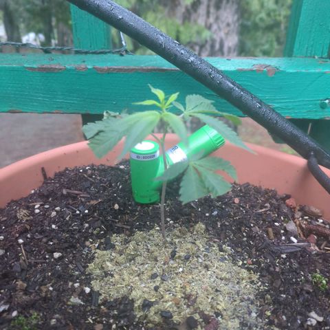 Papaya Bomb growlog timeline photo