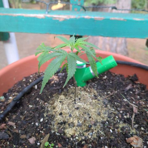 Double Dream growlog timeline photo