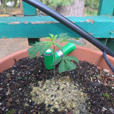 Papaya Bomb growlog timeline photo