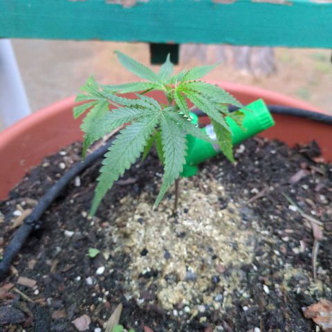 Double Dream growlog timeline photo