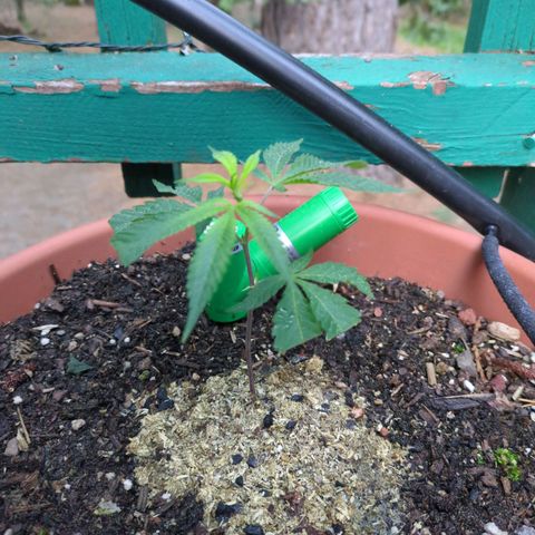 Papaya Bomb growlog timeline photo