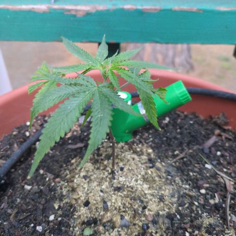 Double Dream growlog timeline photo