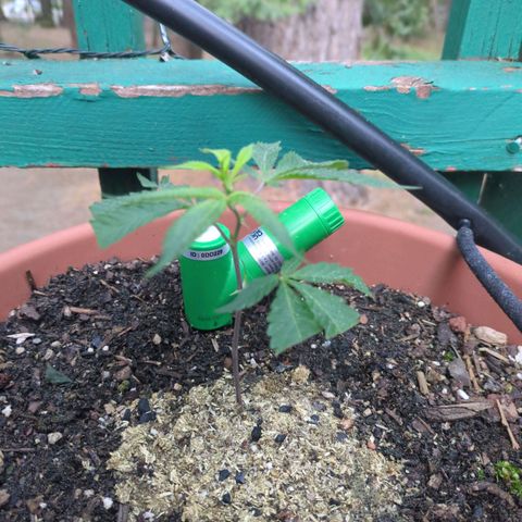 Double Dream growlog timeline photo