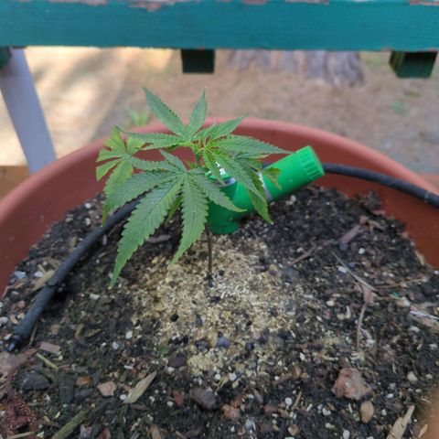 Double Dream growlog timeline photo