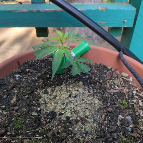 Papaya Bomb growlog timeline photo