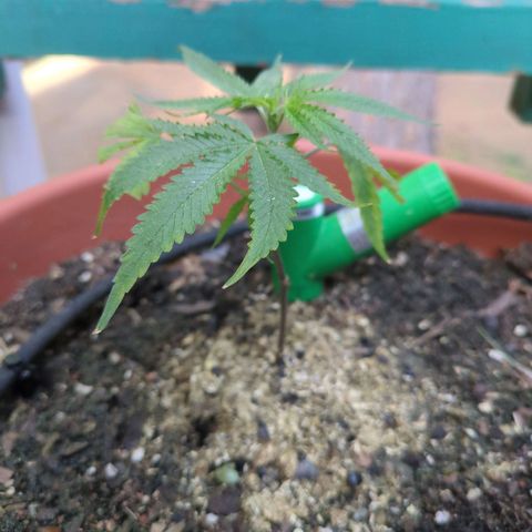 Double Dream growlog timeline photo