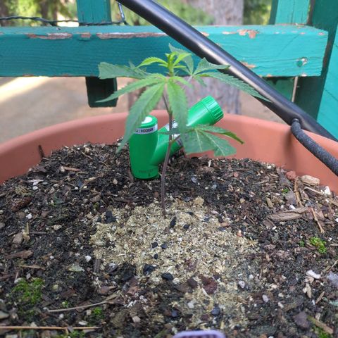 Papaya Bomb growlog timeline photo