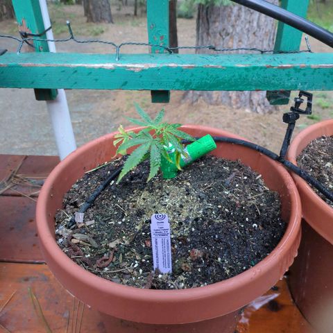 Double Dream growlog timeline photo