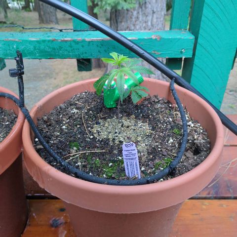 Papaya Bomb growlog timeline photo
