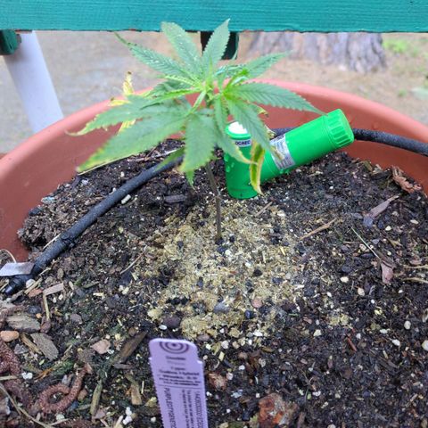 Double Dream growlog timeline photo