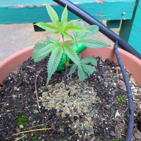Papaya Bomb growlog timeline photo