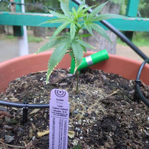 Double Dream growlog timeline photo