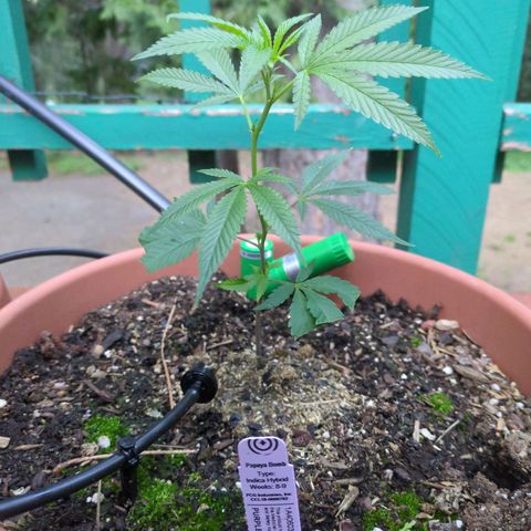 Papaya Bomb growlog timeline photo