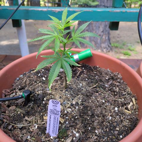 Double Dream growlog timeline photo