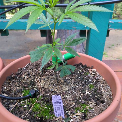 Papaya Bomb growlog timeline photo