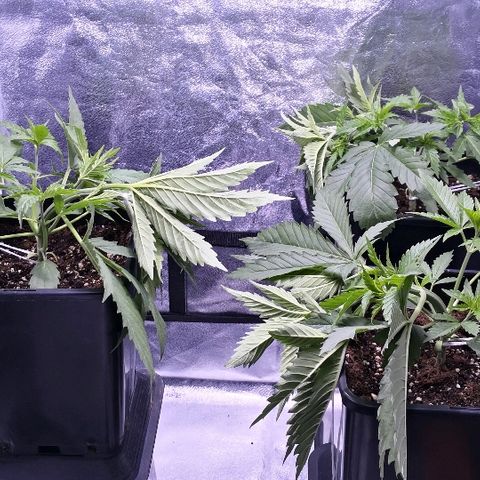 Critical + 2.0  3 plants growlog photo: Lst 