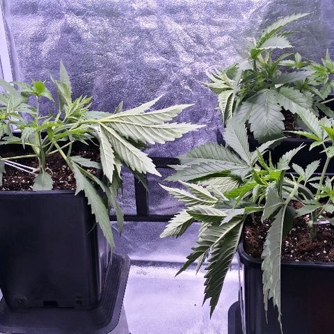 Critical + 2.0  3 plants growlog photo: Lst 