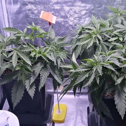 Critical + 2.0  3 plants growlog timeline photo