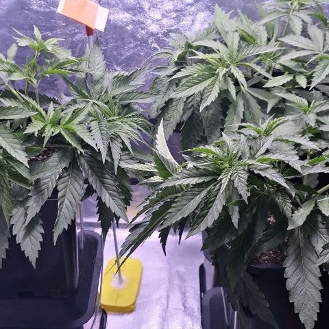 Critical + 2.0  3 plants growlog timeline photo