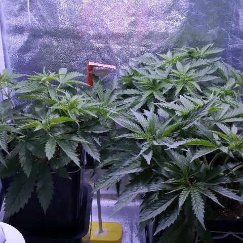 Critical + 2.0  3 plants growlog timeline photo
