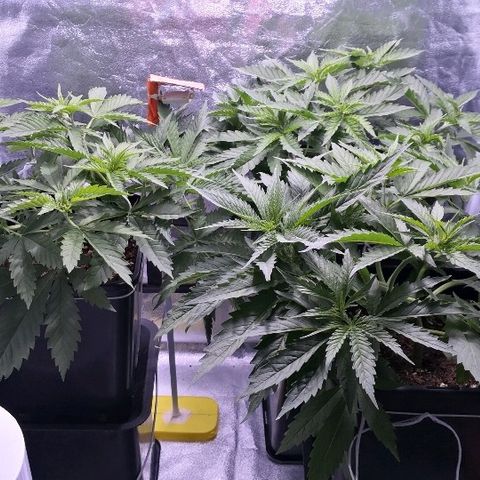 Critical + 2.0  3 plants growlog timeline photo