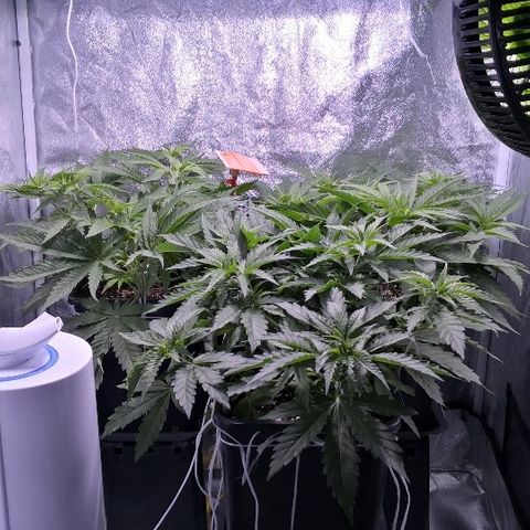 Critical + 2.0  3 plants growlog timeline photo
