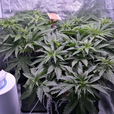 Critical + 2.0  3 plants growlog timeline photo