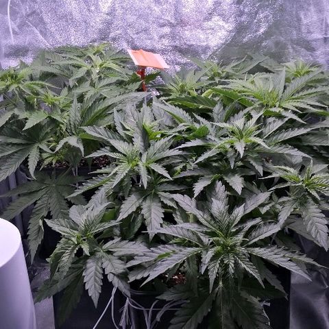 Critical + 2.0  3 plants growlog timeline photo