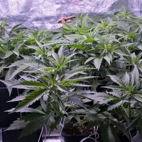 Critical + 2.0  3 plants growlog timeline photo