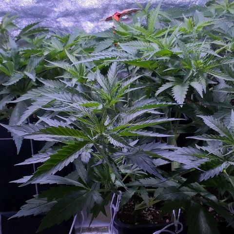 Critical + 2.0  3 plants growlog timeline photo