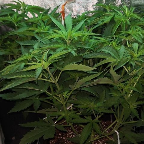 Critical + 2.0  3 plants growlog timeline photo