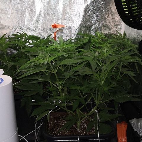 Critical + 2.0  3 plants growlog timeline photo
