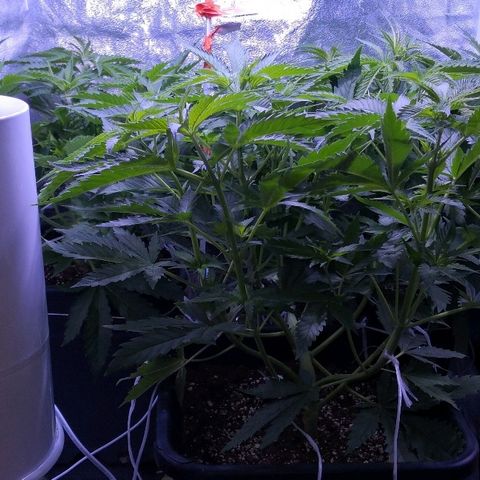 Critical + 2.0  3 plants growlog timeline photo