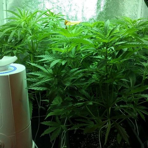 Critical + 2.0  3 plants growlog timeline photo