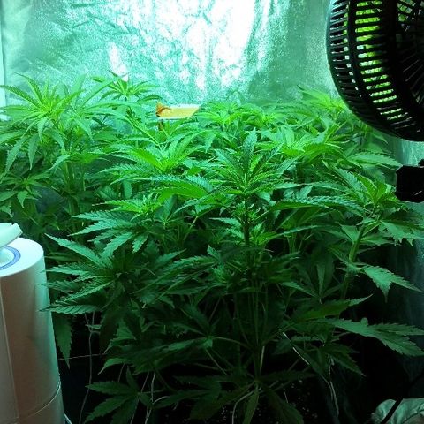Critical + 2.0  3 plants growlog timeline photo