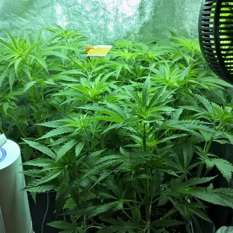 Critical + 2.0  3 plants growlog timeline photo