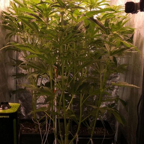 Critical + 2.0  3 plants growlog timeline photo