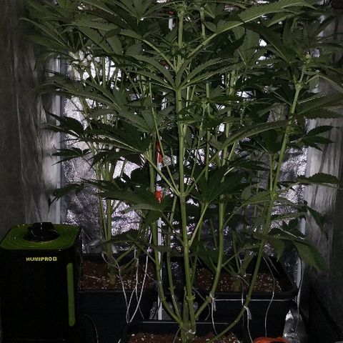 Critical + 2.0  3 plants growlog timeline photo
