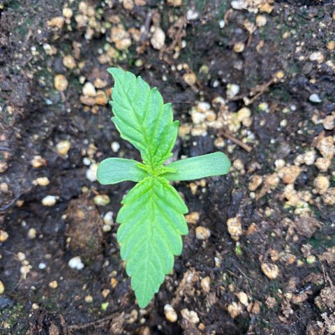 Ak 420 // big One  growlog timeline photo