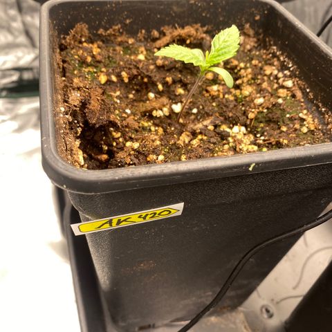 Ak 420 // big One  growlog timeline photo