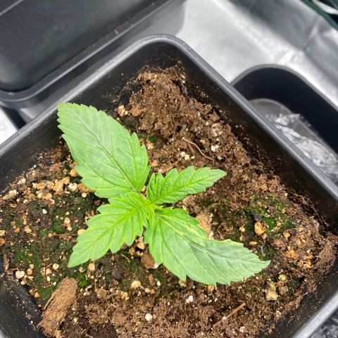Ak 420 // big One  growlog photo: 1
