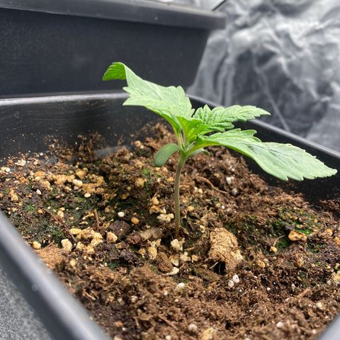 Ak 420 // big One  growlog photo: 1