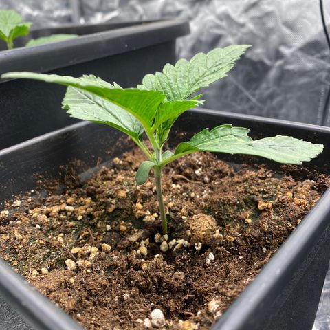 Ak 420 // big One  growlog timeline photo