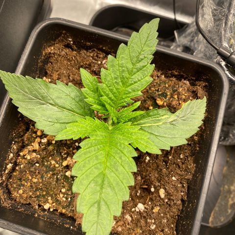 Ak 420 // big One  growlog timeline photo