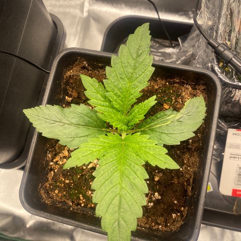 Ak 420 // big One  growlog timeline photo