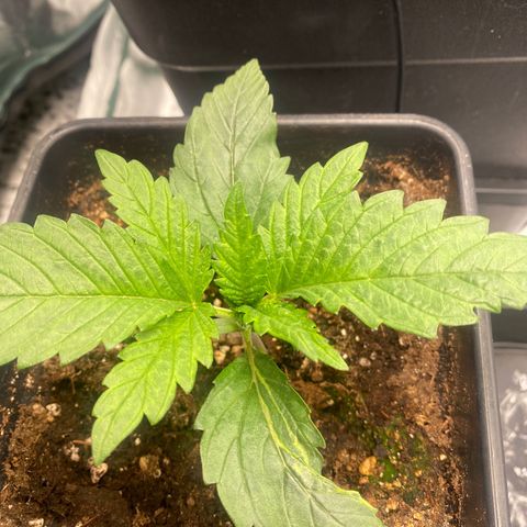 Ak 420 // big One  growlog timeline photo