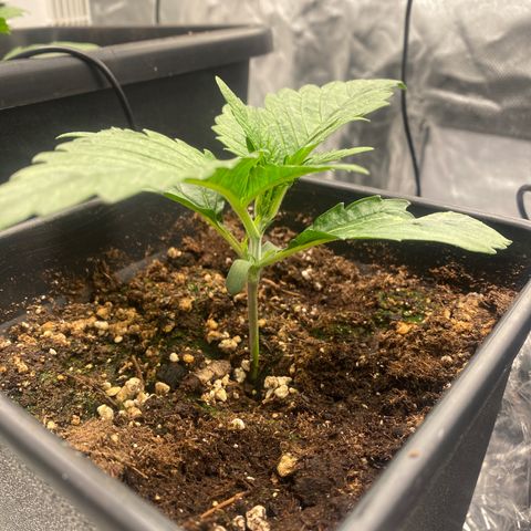 Ak 420 // big One  growlog timeline photo
